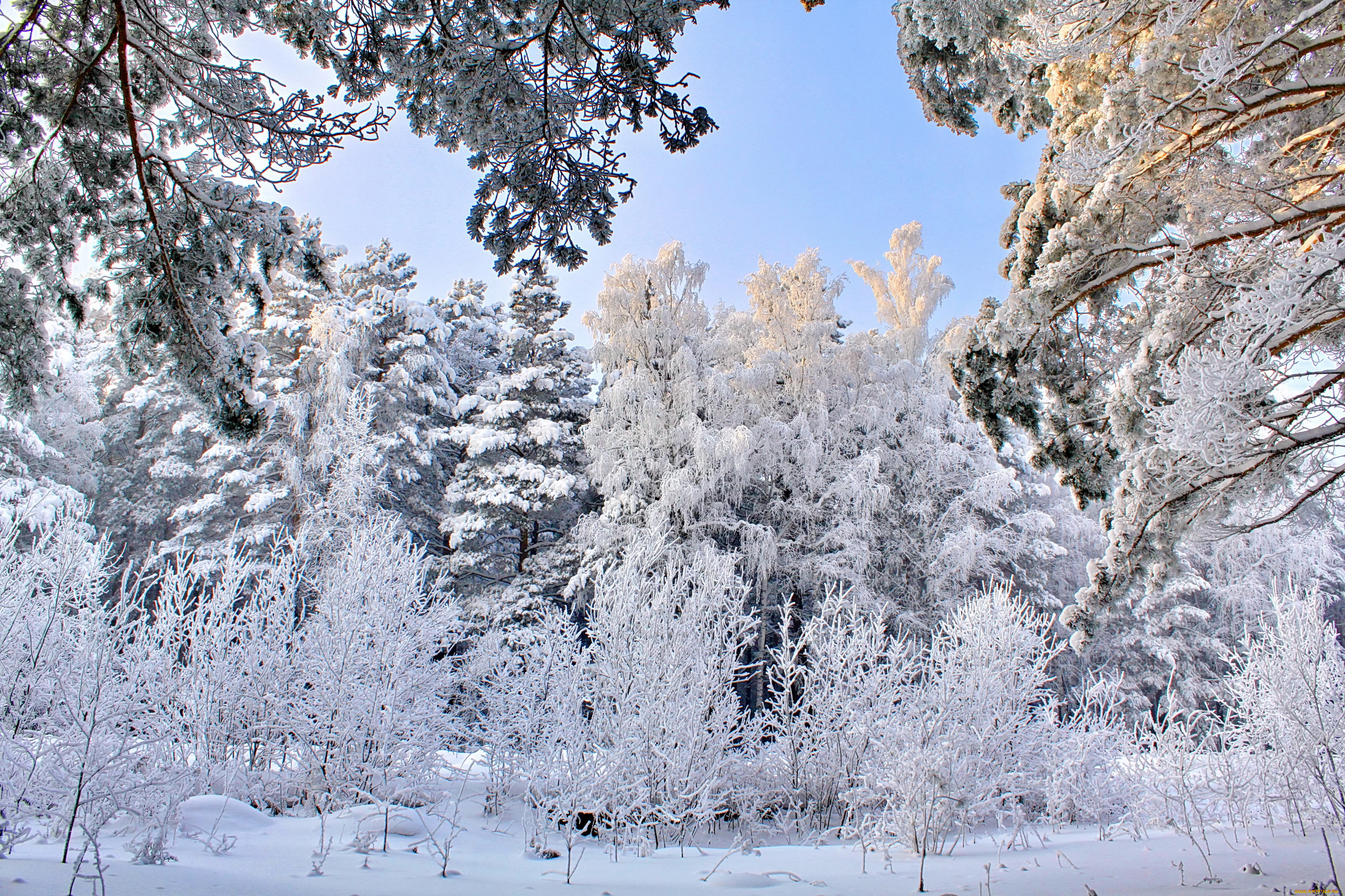 Зимний пейзаж фото высокого качества